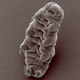 Image for article titled Why do we still send animals into space?